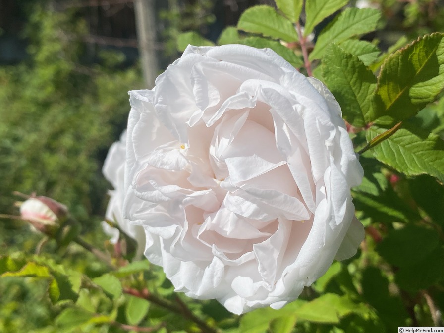 'Blush rugosa' rose, click to enlarge 'Blush rugosa' rose photo