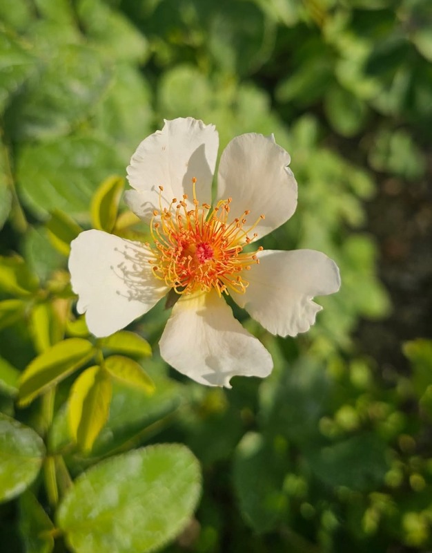 'AUSwing' rose, click to enlarge 'AUSwing' rose photo