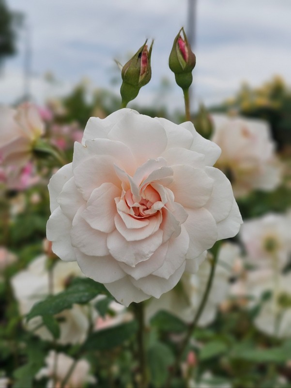 'Dove' rose, click to enlarge 'Dove' rose photo