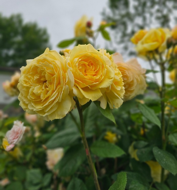 'Allux Symphony' rose, click to enlarge 'Allux Symphony' rose photo