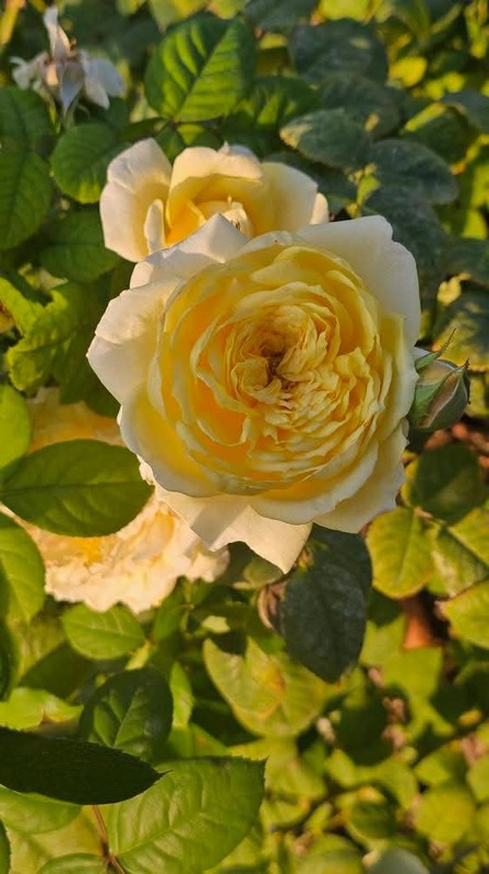 'Allux Symphony' rose, click to enlarge 'Allux Symphony' rose photo