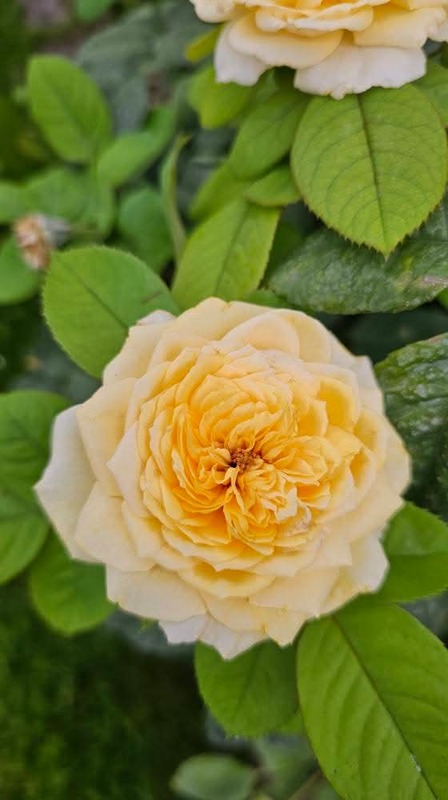 'Allux Symphony' rose, click to enlarge 'Allux Symphony' rose photo