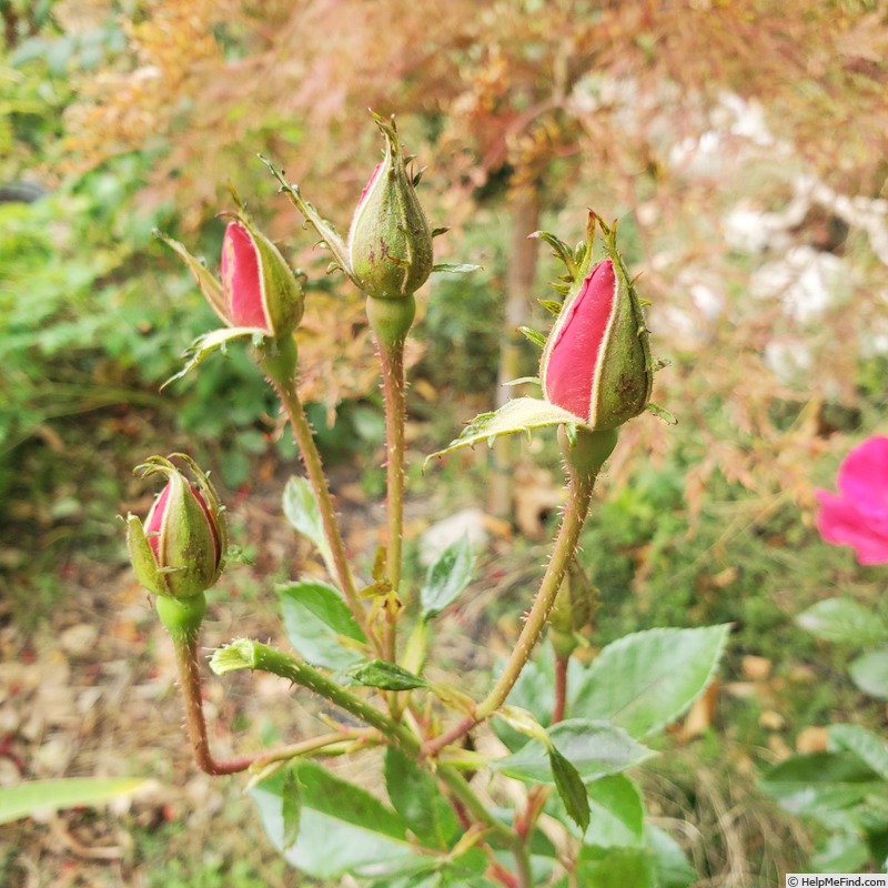 'Shining Moment' rose, click to enlarge 'Shining Moment' rose photo