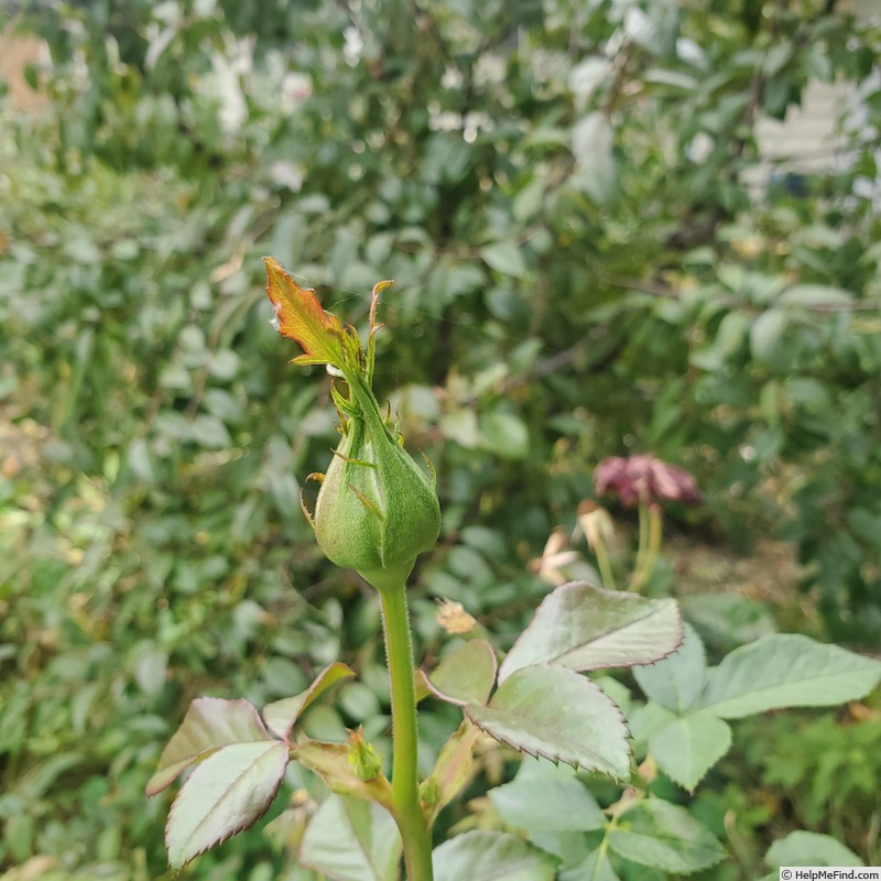 'All Dressed Up ™' rose, click to enlarge 'All Dressed Up ™' rose photo