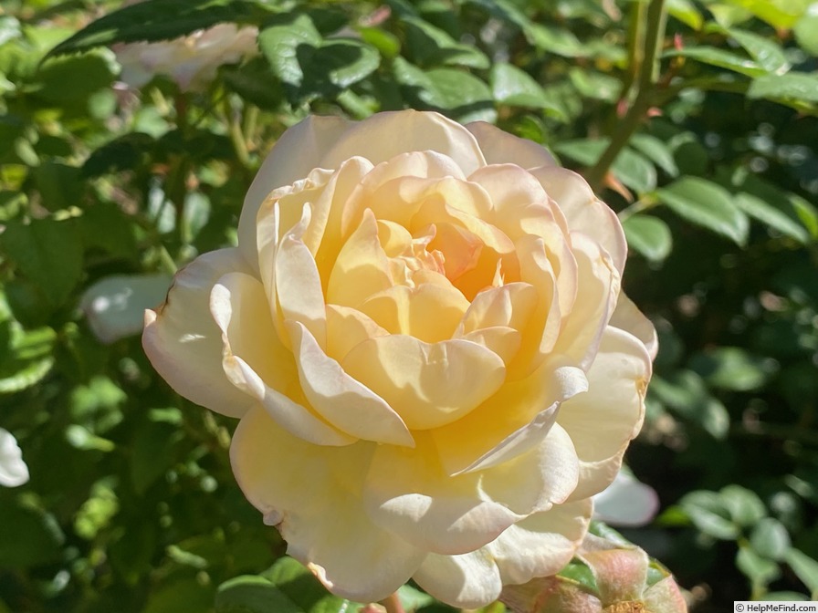 'Serene Love' rose, click to enlarge 'Serene Love' rose photo