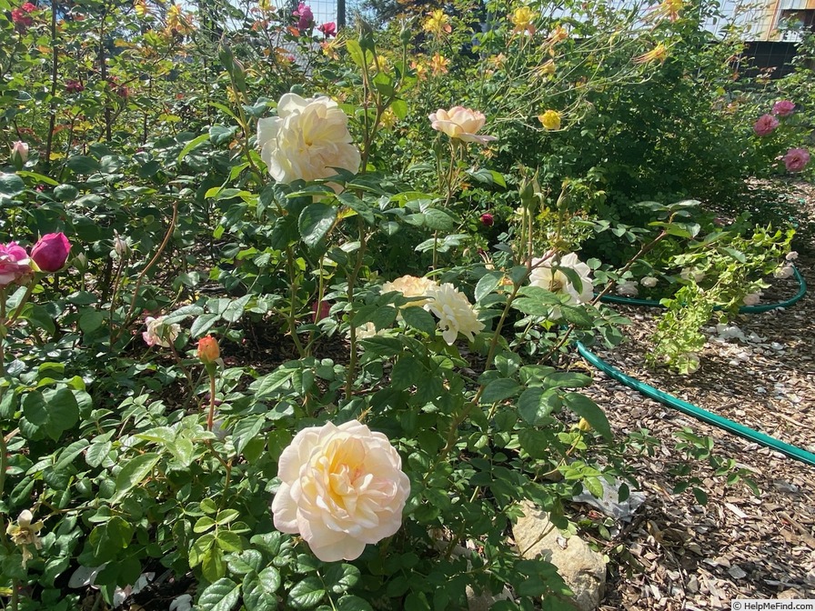 'Serene Love' rose, click to enlarge 'Serene Love' rose photo