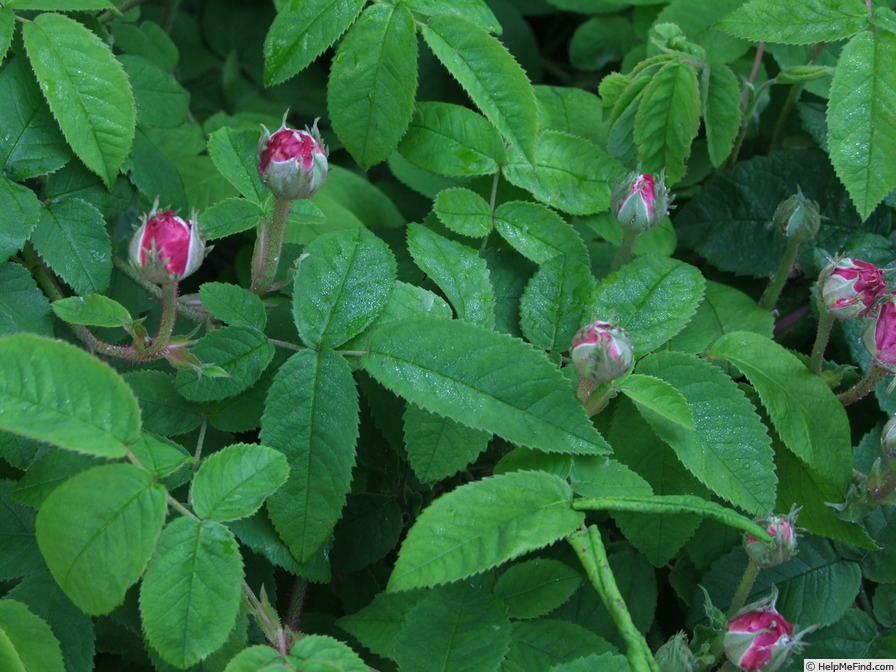 'Charles Gounod' rose, click to enlarge 'Charles Gounod' rose photo