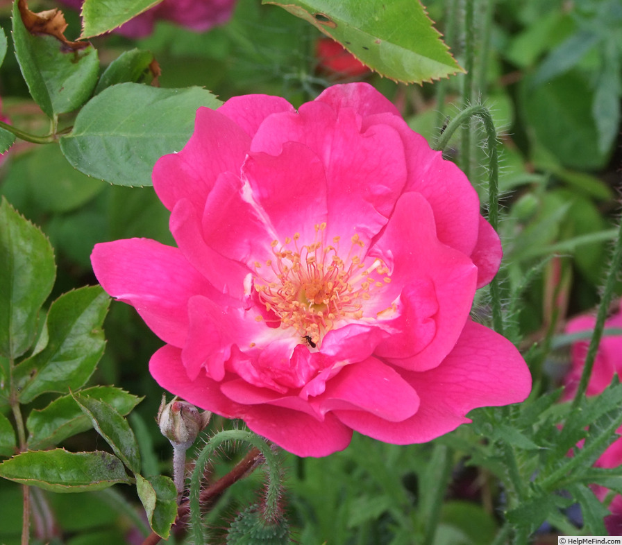 'Claire Lacombe' rose, click to enlarge 'Claire Lacombe' rose photo