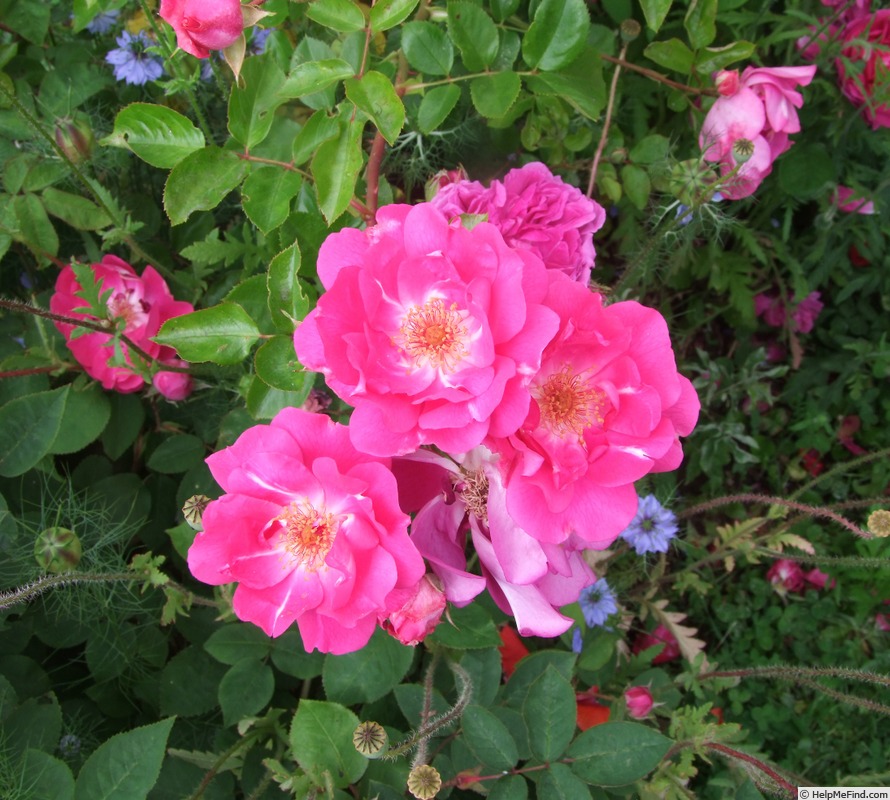 'Claire Lacombe' rose, click to enlarge 'Claire Lacombe' rose photo