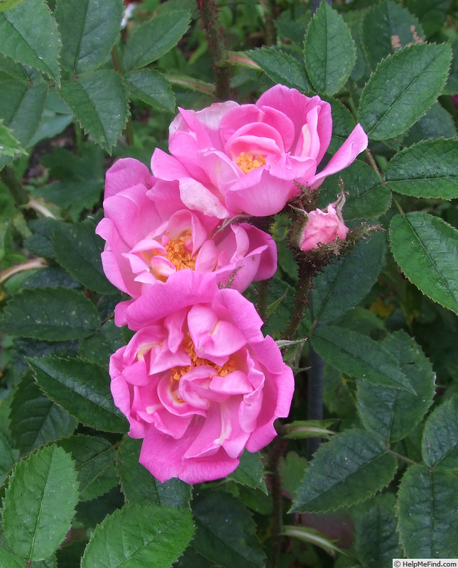 'Dis moi beau printemps' rose, click to enlarge 'Dis moi beau printemps' rose photo