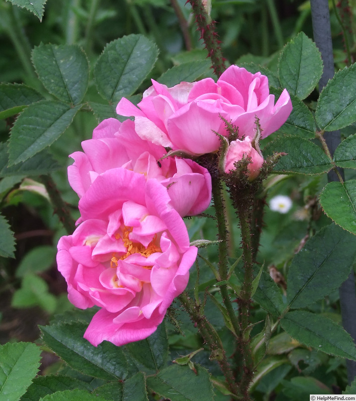 'Dis moi beau printemps' rose, click to enlarge 'Dis moi beau printemps' rose photo