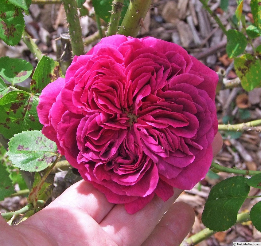 'Emma la Rouge' rose, click to enlarge 'Emma la Rouge' rose photo