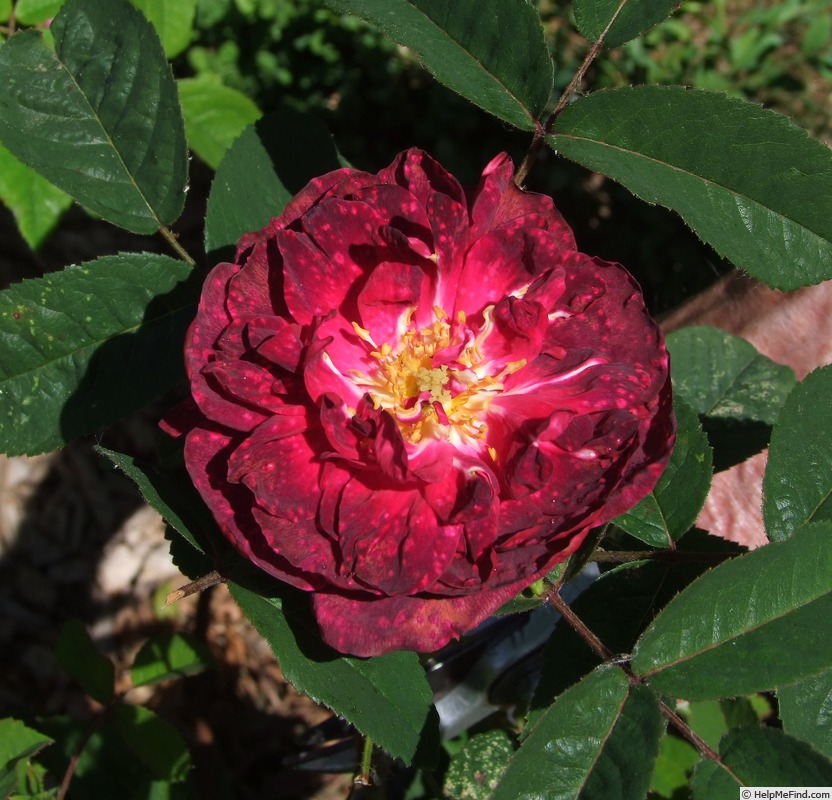 'François Marc' rose, click to enlarge 'François Marc' rose photo