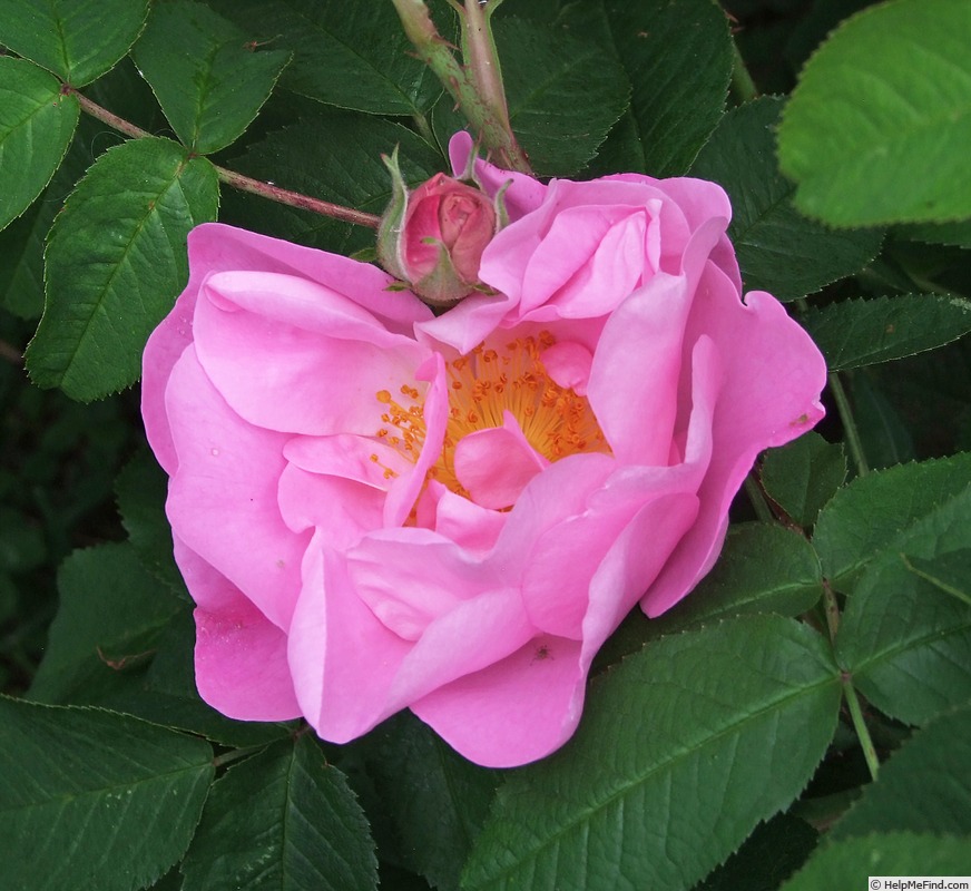 'Gabriel Fauré' rose, click to enlarge 'Gabriel Fauré' rose photo