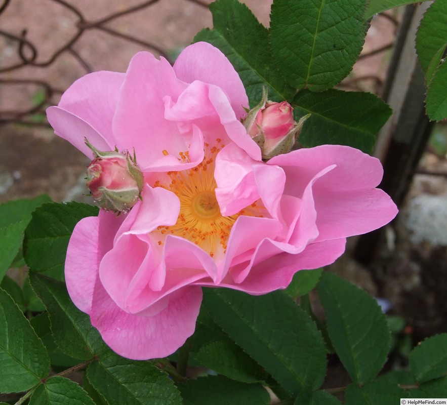 'Gabriel Fauré' rose, click to enlarge 'Gabriel Fauré' rose photo