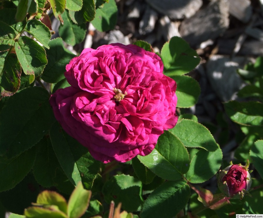 'Geneviève Neunschwender' rose, click to enlarge 'Geneviève Neunschwender' rose photo