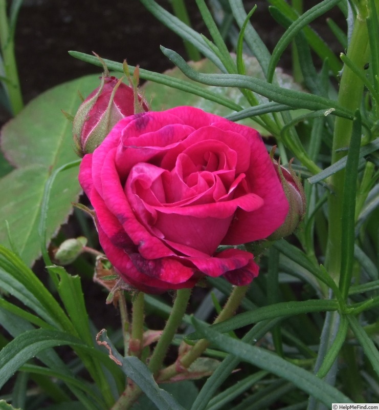 'Georges Bizet' rose, click to enlarge 'Georges Bizet' rose photo