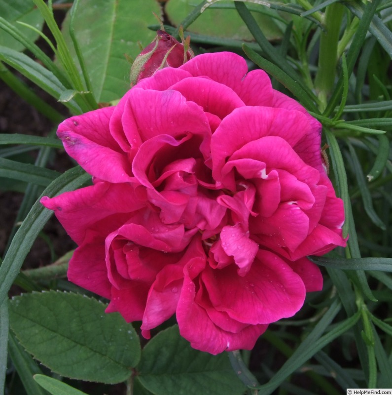 'Georges Bizet' rose, click to enlarge 'Georges Bizet' rose photo
