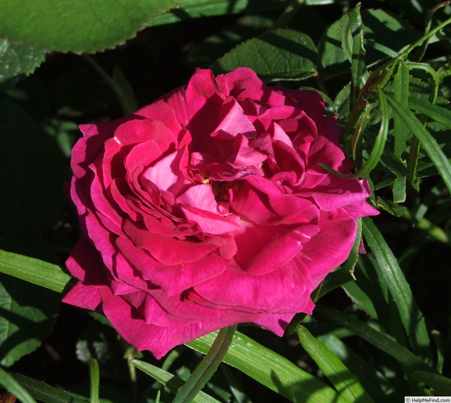 'Georges Bizet' rose, click to enlarge 'Georges Bizet' rose photo