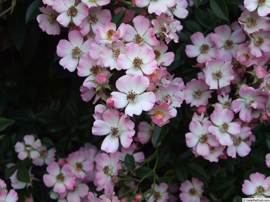 'Giacomo Insanguine' rose, click to enlarge 'Giacomo Insanguine' rose photo
