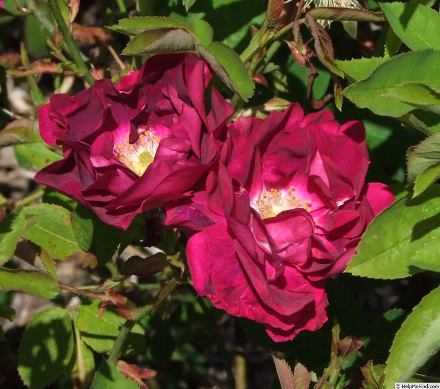 'Grand-Père Pierre Vibert' rose, click to enlarge 'Grand-Père Pierre Vibert' rose photo