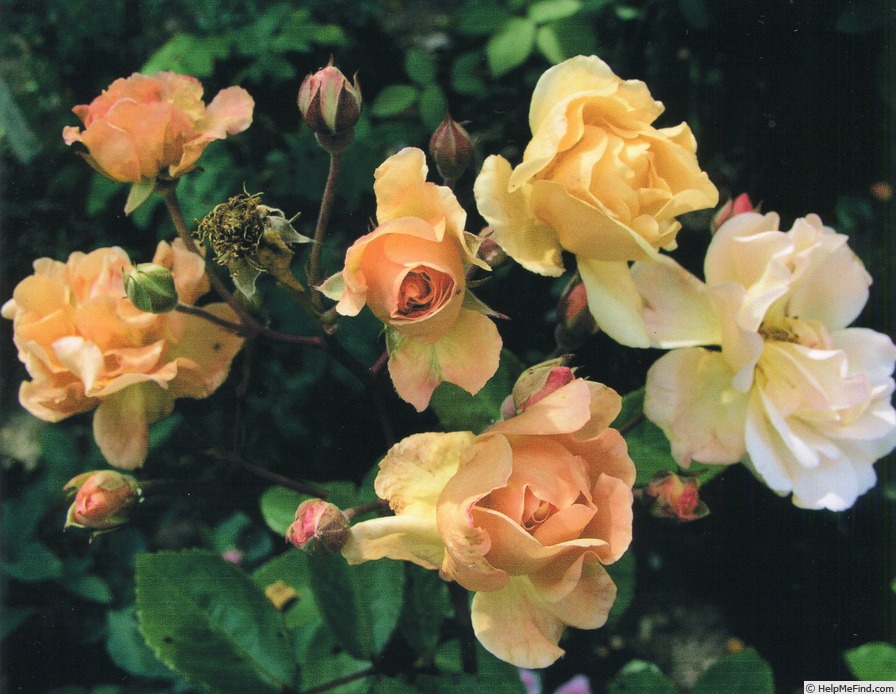 'Guillaume Costeley' rose, click to enlarge 'Guillaume Costeley' rose photo