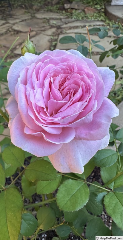 'Rockwall Sesquicentennial' rose, click to enlarge 'Rockwall Sesquicentennial' rose photo