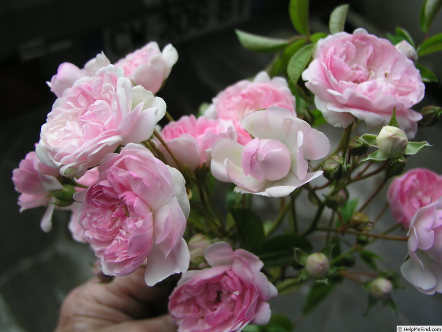 'Guirauda de Caraman' rose, click to enlarge 'Guirauda de Caraman' rose photo