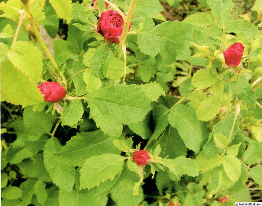 'Guyonne de Rieux' rose, click to enlarge 'Guyonne de Rieux' rose photo