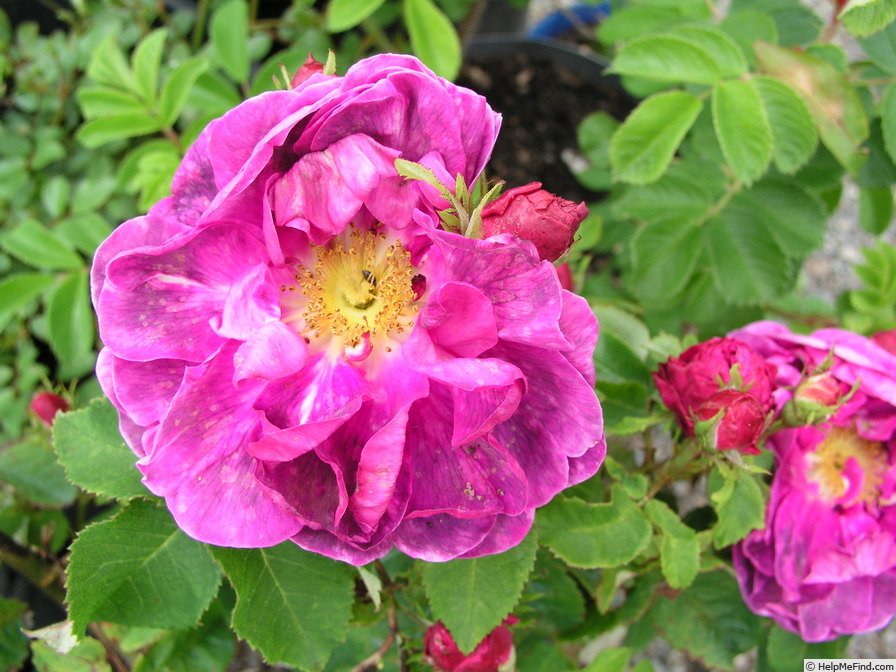 'Guyonne de Rieux' rose, click to enlarge 'Guyonne de Rieux' rose photo