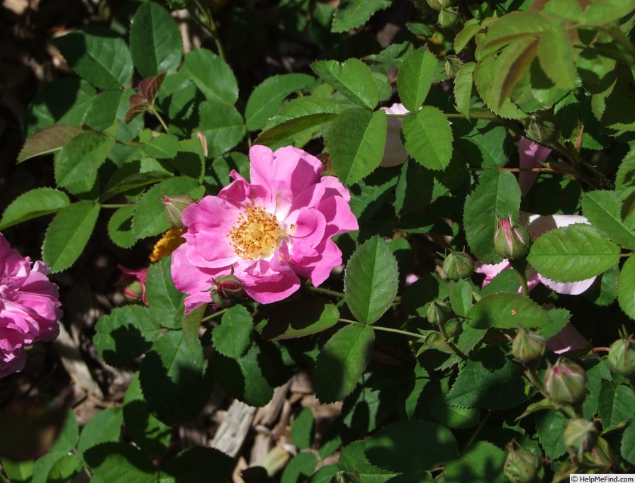 'Hector Léveillé' rose, click to enlarge 'Hector Léveillé' rose photo