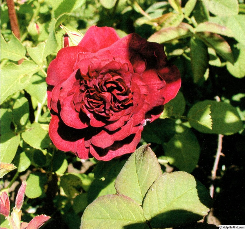 'Henri de la Trémoille' rose, click to enlarge 'Henri de la Trémoille' rose photo