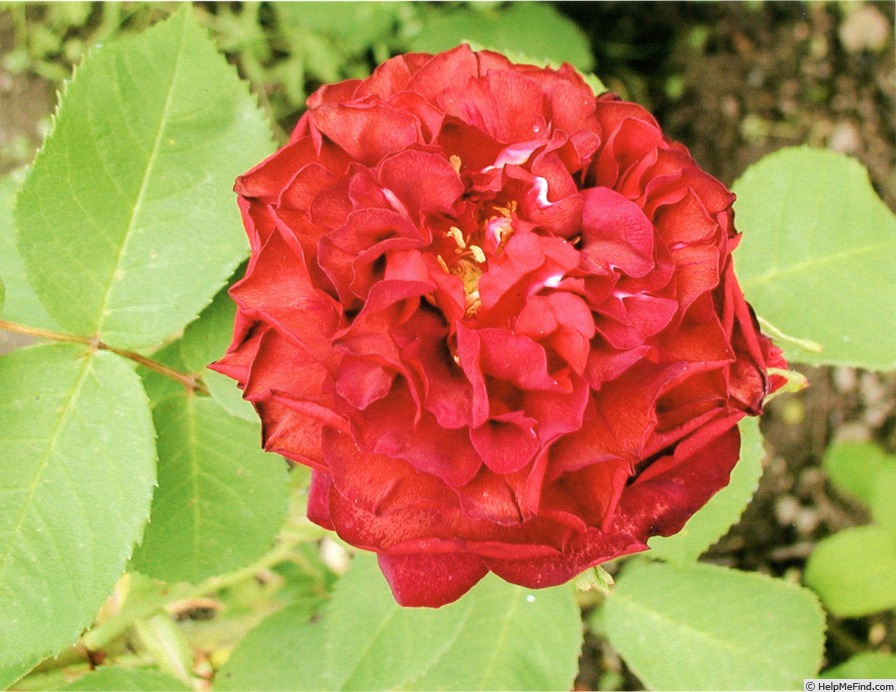 'Henri de la Trémoille' rose, click to enlarge 'Henri de la Trémoille' rose photo