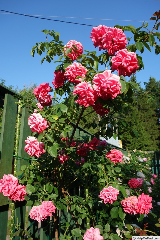 'Wymondham Abbey' rose, click to enlarge 'Wymondham Abbey' rose photo