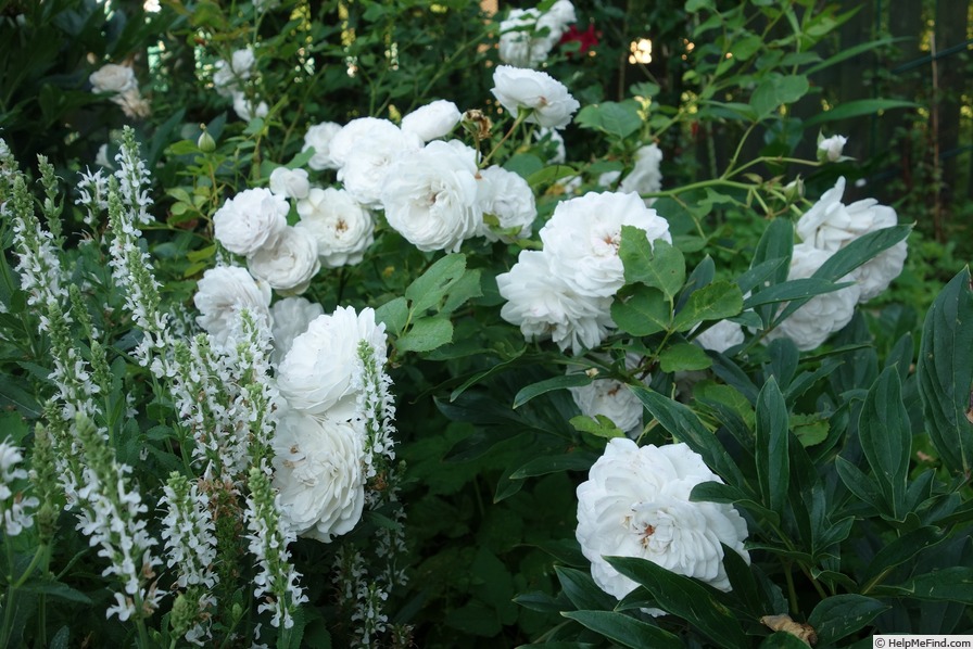 'Griselis' rose, click to enlarge 'Griselis' rose photo