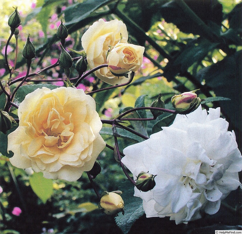 'India de Fanjeaux' rose, click to enlarge 'India de Fanjeaux' rose photo