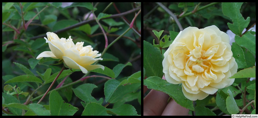 'India de Fanjeaux' rose, click to enlarge 'India de Fanjeaux' rose photo