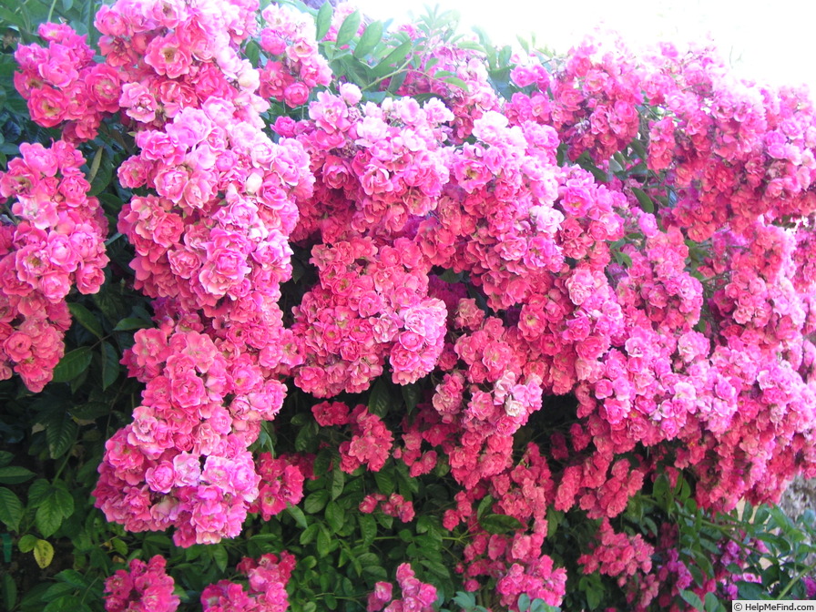 'Isaac Moiré' rose, click to enlarge 'Isaac Moiré' rose photo