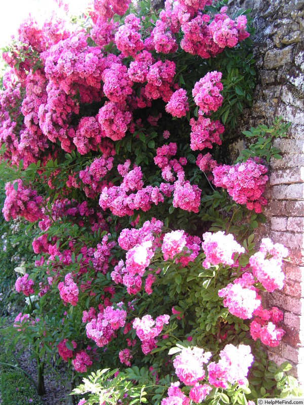 'Isaac Moiré' rose, click to enlarge 'Isaac Moiré' rose photo