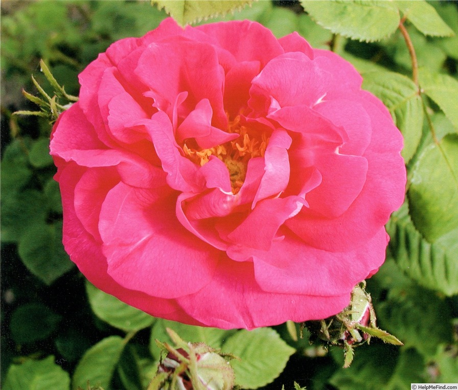 'Isabelle d'Este' rose, click to enlarge 'Isabelle d'Este' rose photo