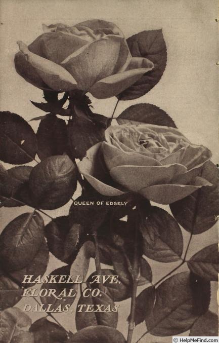 'Queen of Edgely' rose photo