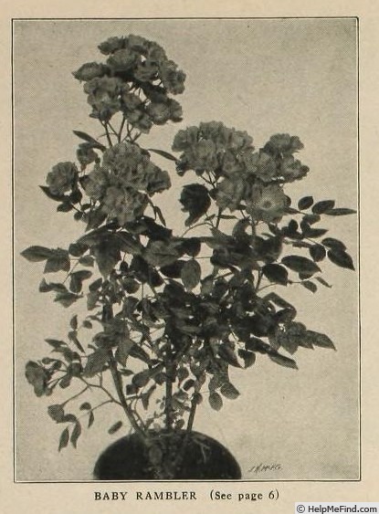 'Baby Rambler (polyantha, Levavasseur, by 1902)' rose photo