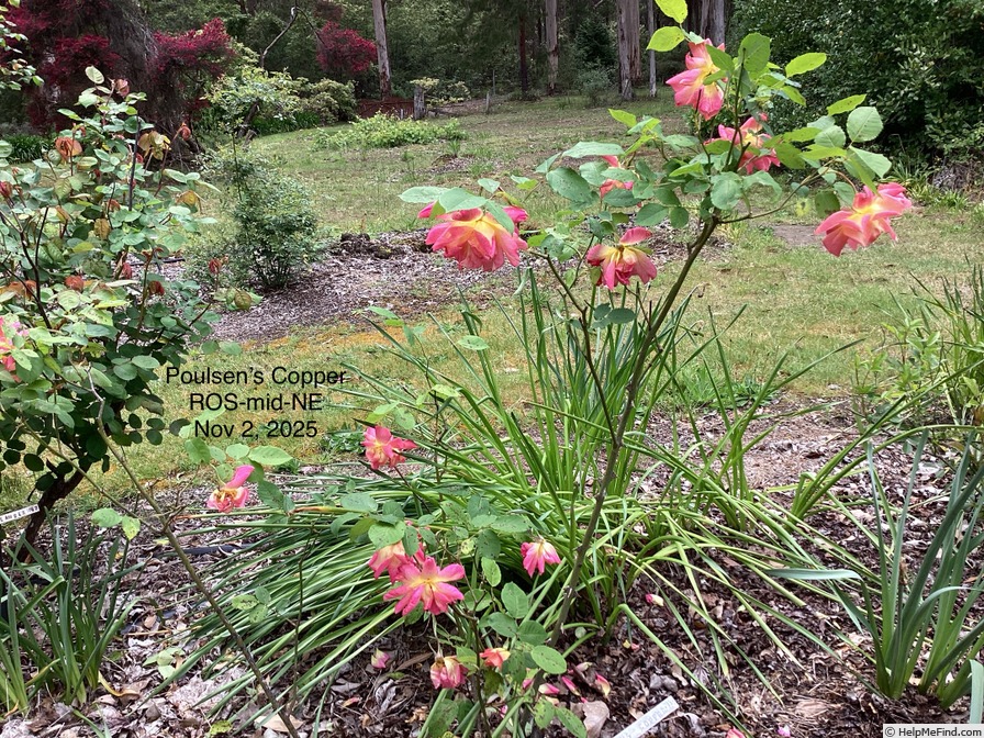 'Poulsen's Copper' rose photo
