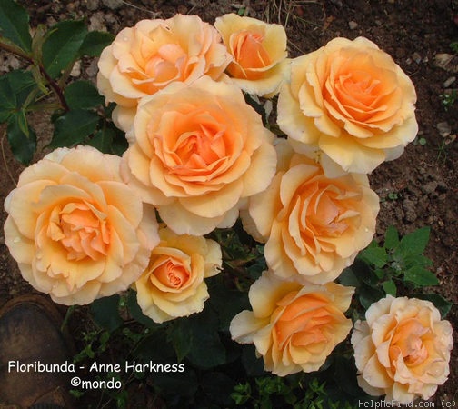 'Anne Harkness (Floribunda, Harkness, 1979)' rose photo