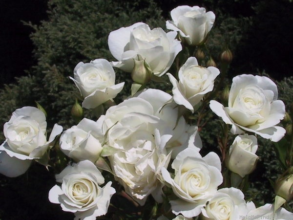 'Evening Star ® (floribunda, Warriner, 1974)' rose photo