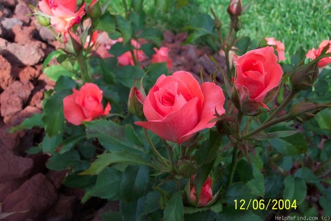 'First Edition' rose photo