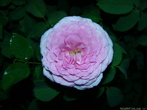 'Serenissima' rose photo