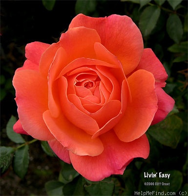 'Livin' Easy ™' rose photo