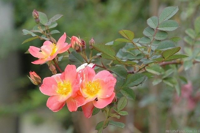 'Rachel Bowes Lyon' rose photo