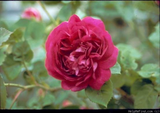 'Great Western (hybrid bourbon, Laffay 1838)' rose photo